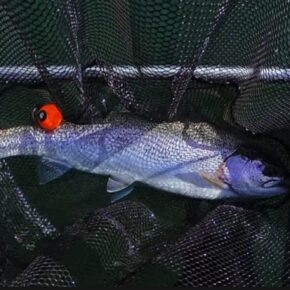 Screenshot 2026-03-12 at 9.47.21 PM