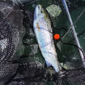 Screenshot 2026-03-15 at 9.52.44 AM